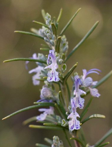 Rozemarijn (Rosmarinus officinalis)