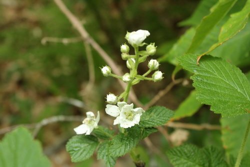 Gewone braam (Rubus fruticosus)