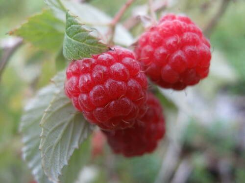 Framboos (zomer) (Rubus idaeus)