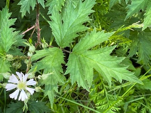 Braam (Rubus laciniatus)