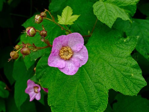 Welriekende braam (Rubus odoratus)