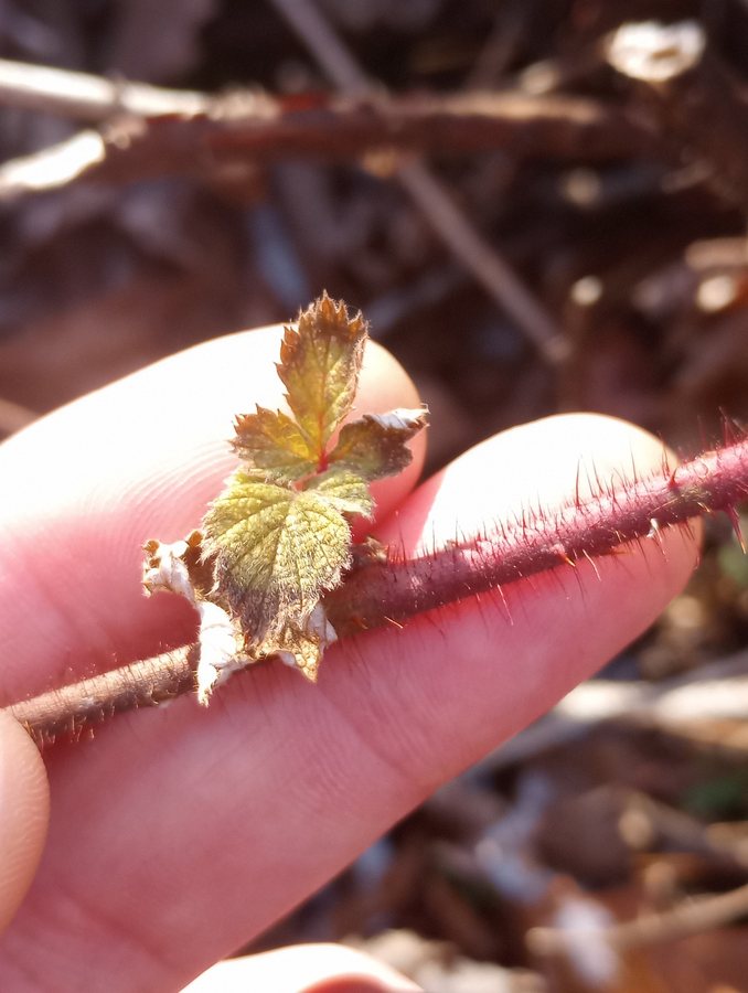 Japanse wijnbes (Rubus phoeniculasius)