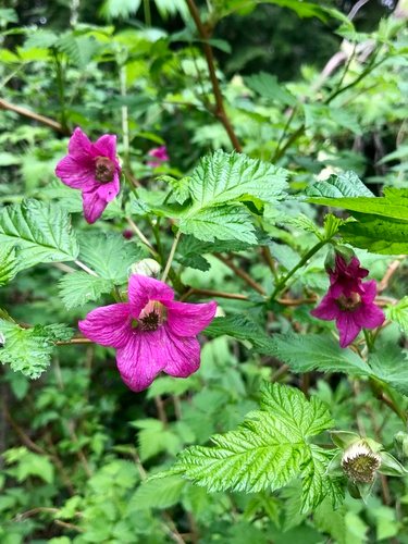 Prachtframboos (Rubus spectabilis)
