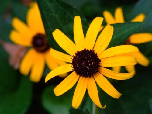 Rudbeckia / Gele zonnehoed (Rudbeckia fulgida)