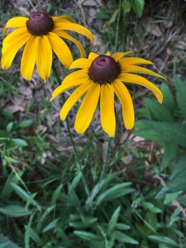 Ruige rudbeckia (Rudbeckia hirta)