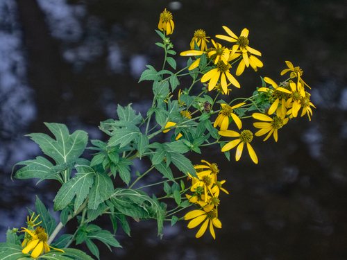 Slipbladige rudbeckia (Rudbeckia laciniata)
