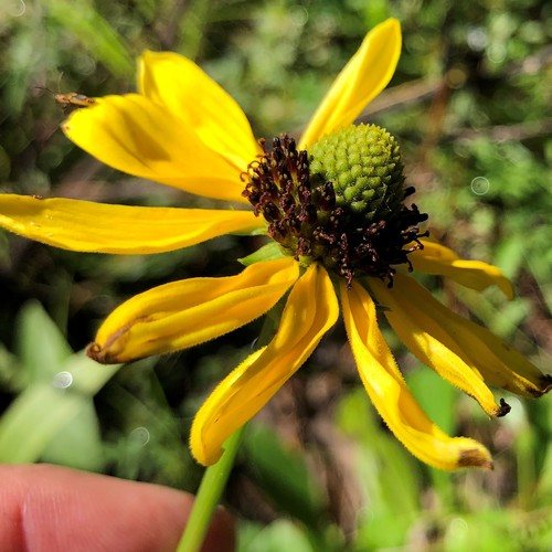 Rudbecia nitida (Rudbeckia nitida)