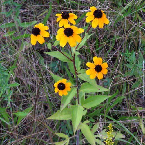 Rudbeckia triloba (Rudbeckia triloba)