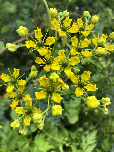 Wijnruit (Ruta graveolens)