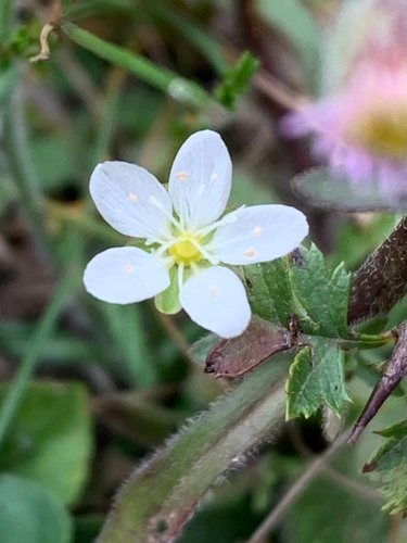 Sierlijke vetmuur (Sagina nodosa)