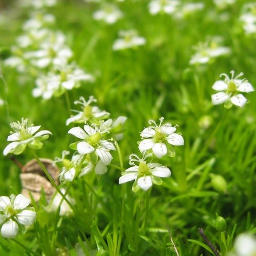 Priemvetmuur (Sagina subulata)