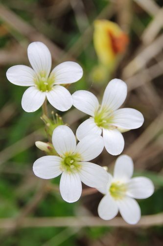 Knolsteenbreek (Saxifraga granulata)