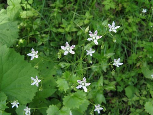 Rondbladige steenbreek (Saxifraga rotundifolia)