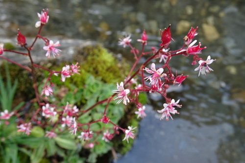 Schildersverdriet (Saxifraga umbrosa)