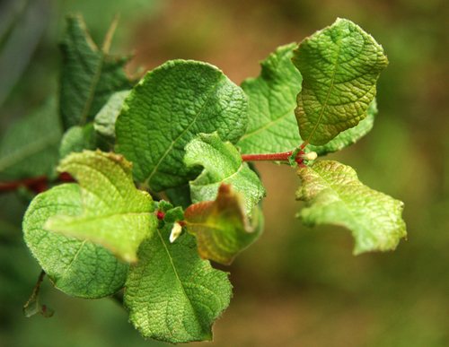 Geoorde wilg (Salix aurita)