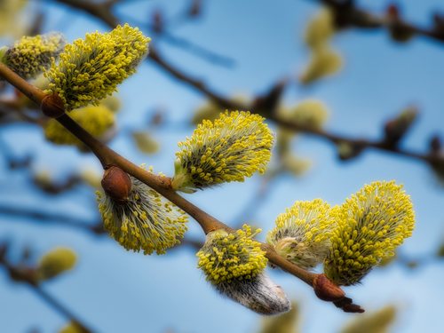 Boswilg (Salix caprea)