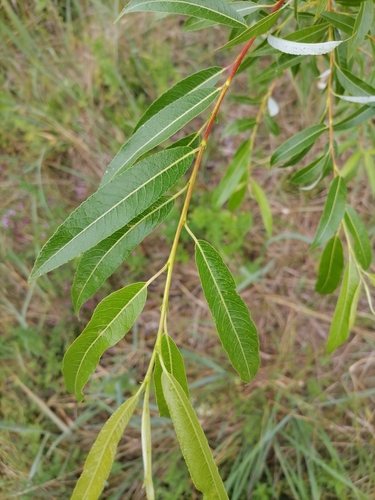 Berijpte wilg (Salix daphnoides)