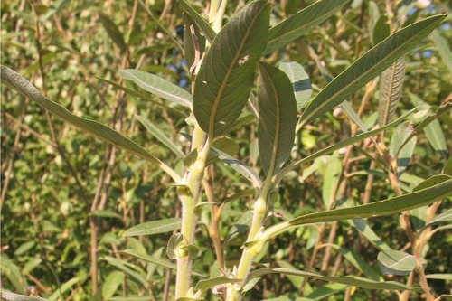 Duitse lot (Salix dasyclados)