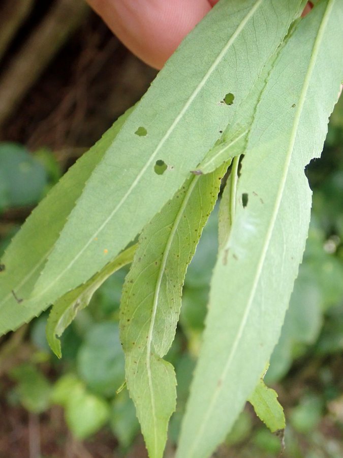 Kraakwilg (Salix fragilis)