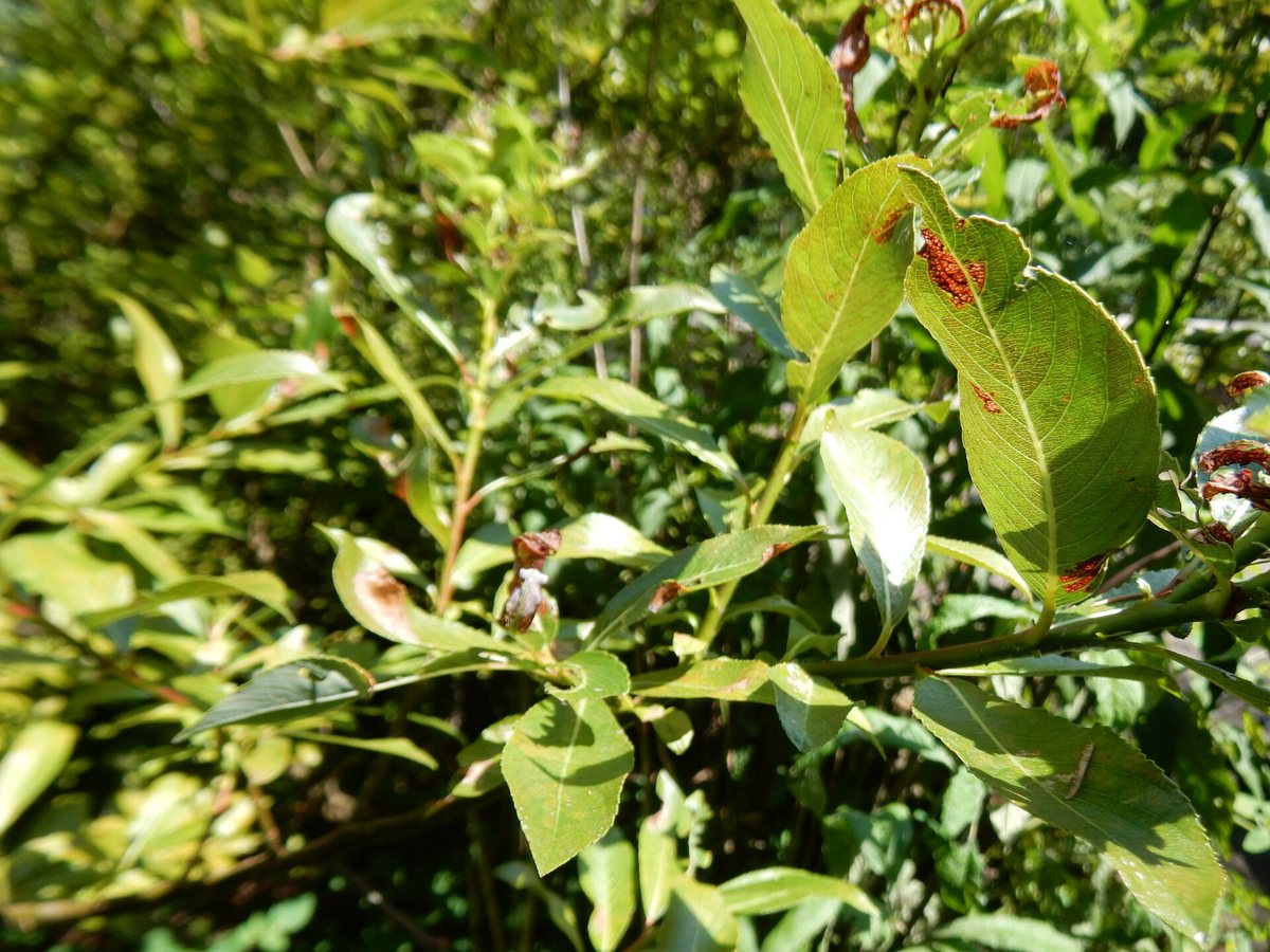 Zwarte katjes wilg (Salix gracilistyla var. melanostachys)