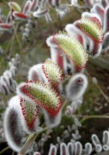 - (Salix gracilistyla)