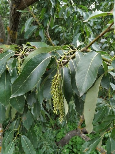 Laurierwilg (Salix pentandra)