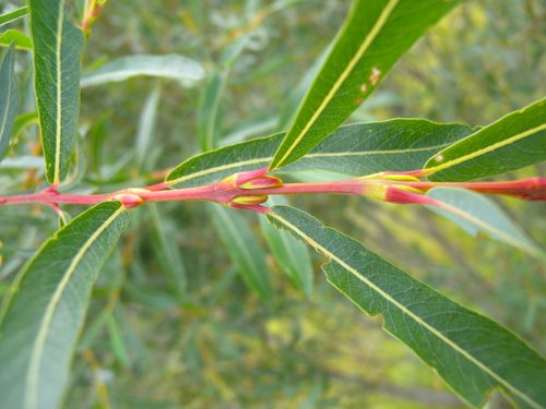 Bittere wilg (Salix purpurea)