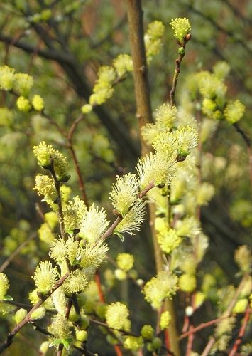 Kruipwilg (Salix repens)