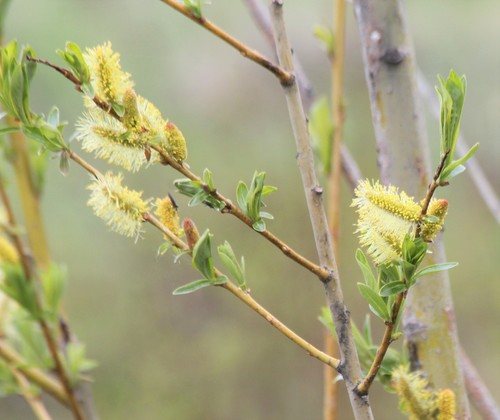 Bandwilg (Salix sachalinensis)