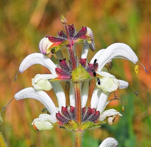 Zilversalie (Salvia argentea)