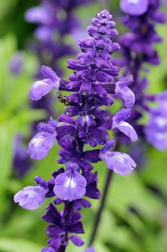 Meelsalie (Salvia farinacea)
