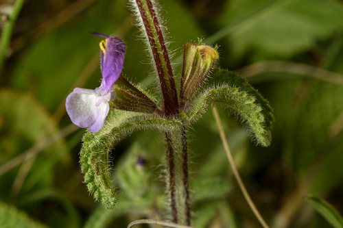Bonte salie (Salvia horminum)