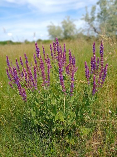 Bossalie (Salvia nemorosa)