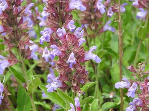 Echte salie (Salvia officinalis)