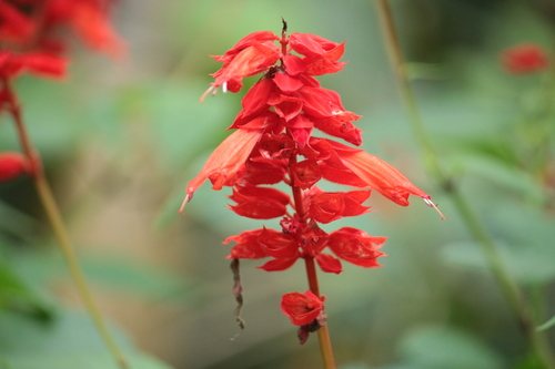 Vuursalie (Salvia splendens)