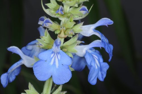 Moeras salie (Salvia uliginosa)