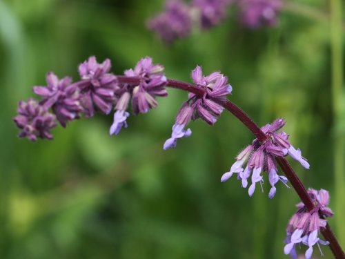 Kranssalie (Salvia verticillata)