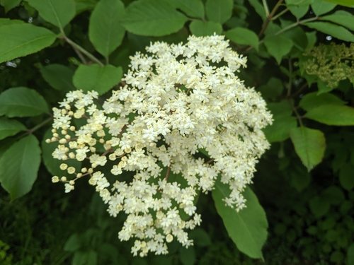 Gewone vlier (Sambucus nigra)