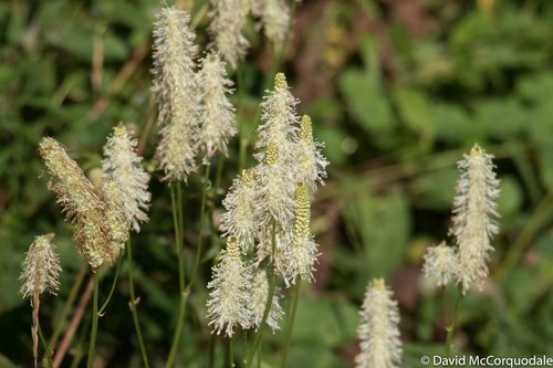 Pimpernel (Sanguisorba canadensis)