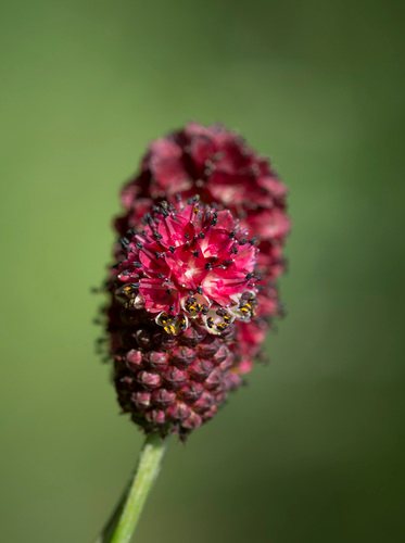 Grote pimpernel (Sanguisorba officinalis)