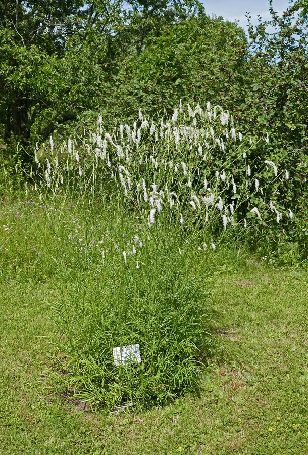 Pimpernel (Sanguisorba tenuifolia)