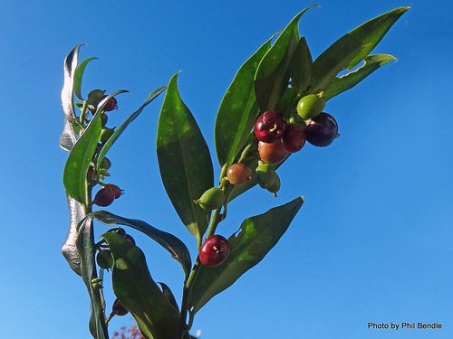 vleesbes (Sarcococca confusa)
