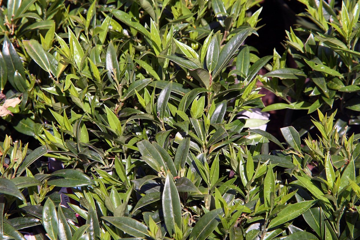 vleesbes (Sarcococca hookeriana (var. hookeriana, humilis, digyna))