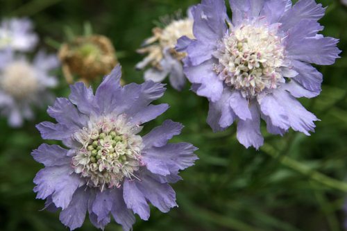 Schurftkruid (Scabiosa caucasica)
