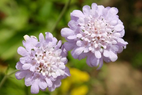 Duifkruid (Scabiosa columbaria)