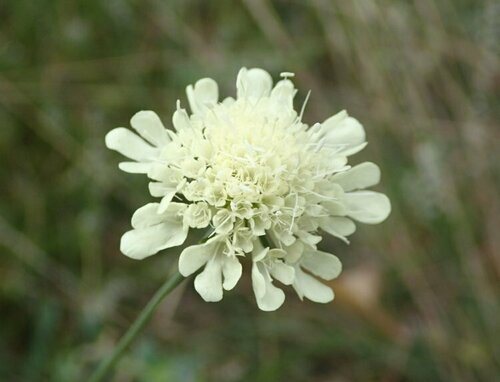 Geel duifkruid (Scabiosa ochroleuca)