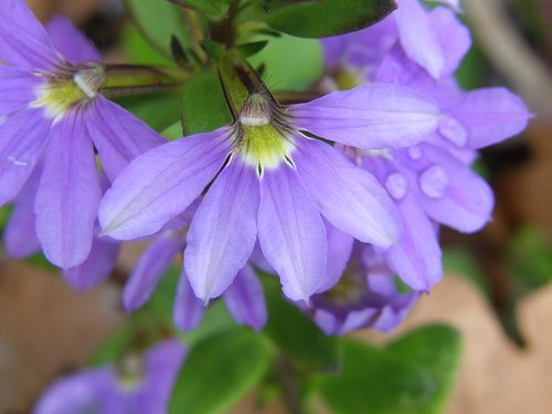 Waaierbloem (Scaevola aemula)