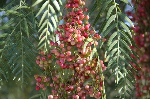Callifornische peper (Schinus molle)