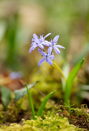 Vroege sterhyacint (Scilla bifolia)