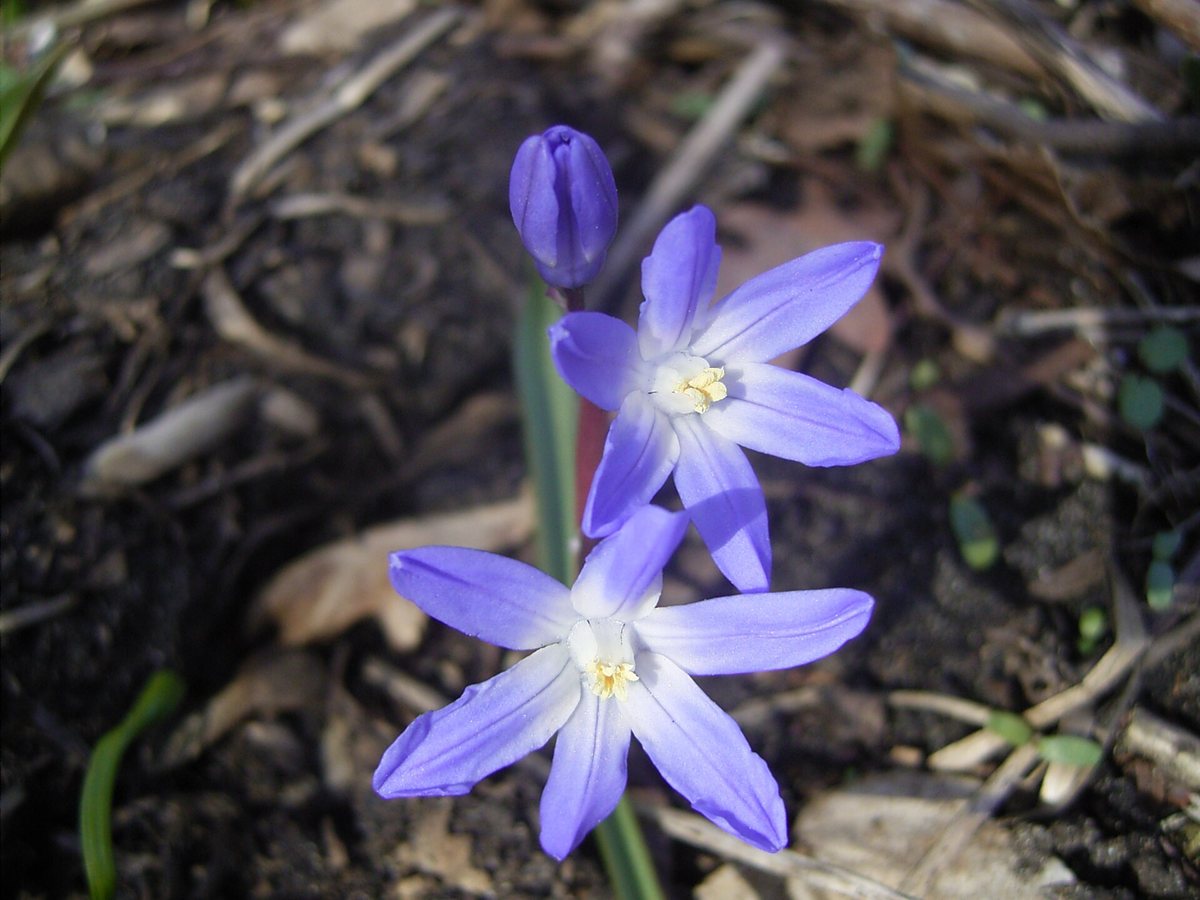 Grote sneeuwroem (Scilla (of Chionodoxa) siehei)